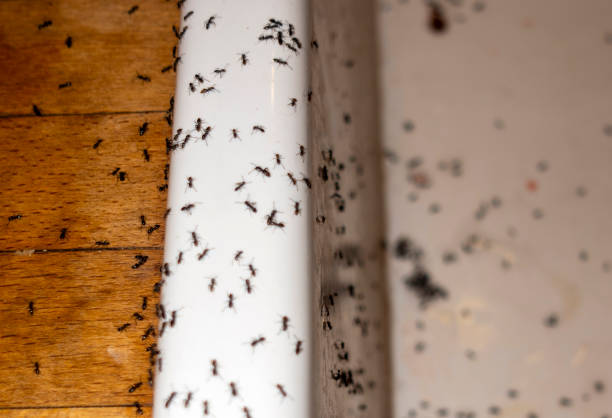 Best Affordable Pest Control Services  in Columbus, NM