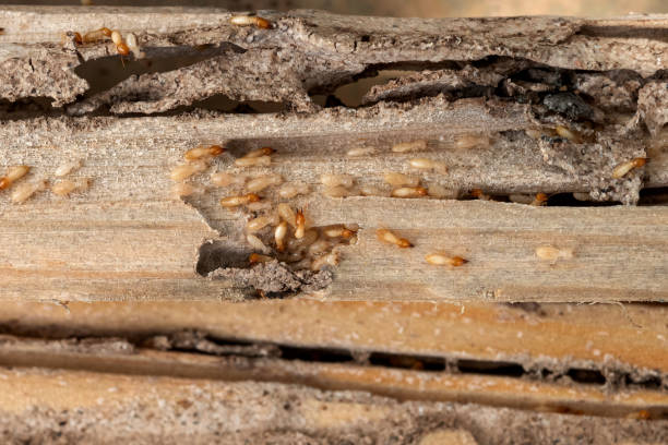 Pest Prevention Services in Columbus, NM